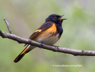 American Redstart singing