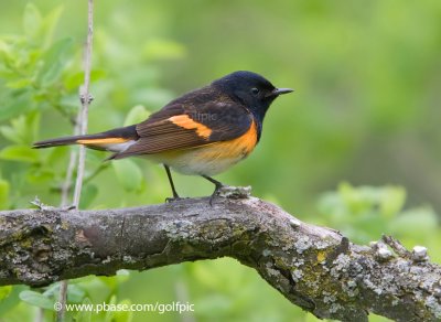 American Redstart