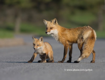 Foxes