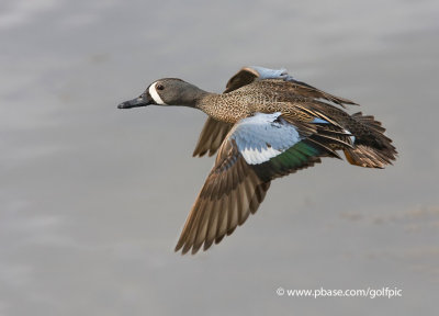 Blue-winged Teal in flight