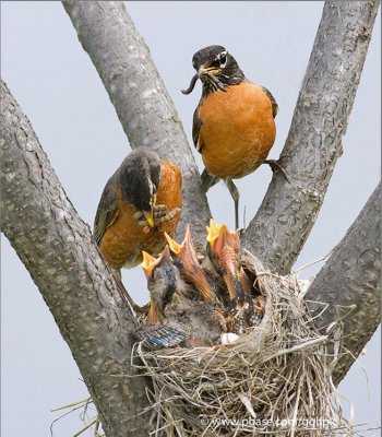 Robin's nest