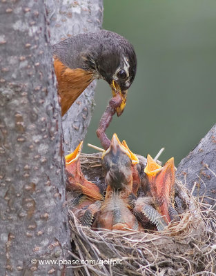 Robin feeding young.