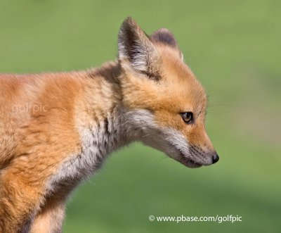 Fox pup