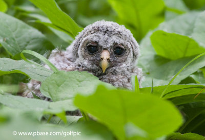Barred Owl fledgling