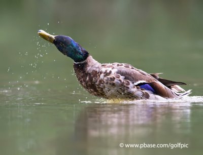 Mallard