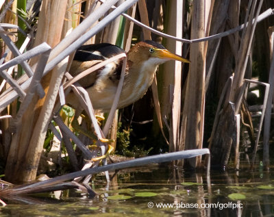 Least Bittern