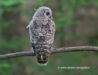 Barred Owl (juvenile)