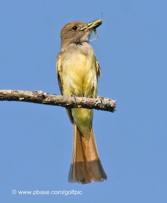 Great-Crested Flycatcher