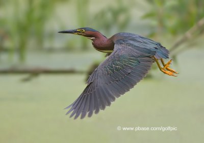 Green Heron in flight