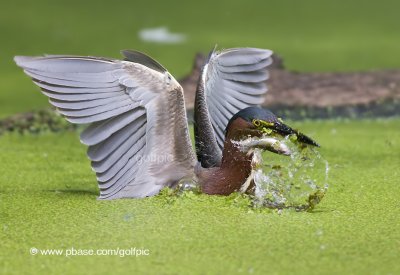 Green Heron (The one that got away!)