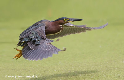 greenheron20115xnsn.jpg