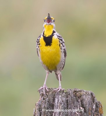 Western Meadowlark song