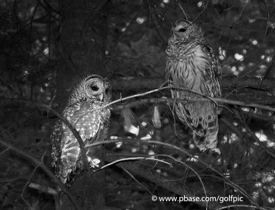 Barred Owl pair