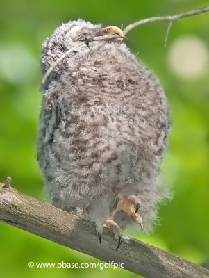 Barred Owl (juvenile)