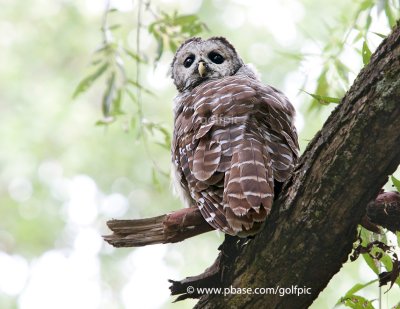 Labour Day Barred Owl