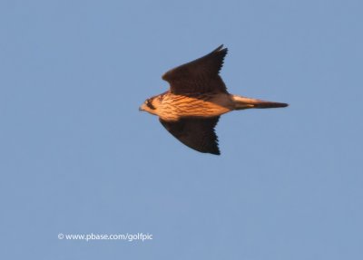 Peregrine Falcon