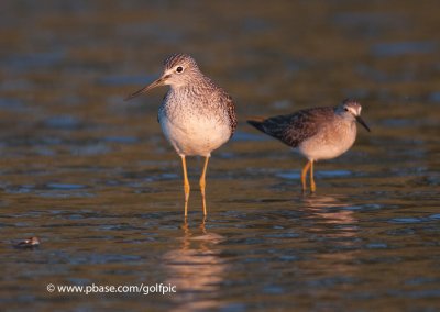 Yellowlegs, Greater and Lesser