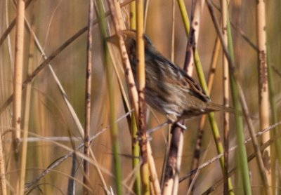 nelsonsharptailedsparrow20111xnp.jpg