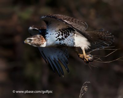Redtail Hawk with prey
