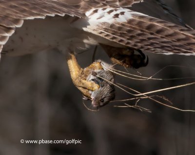 Close-up of prey