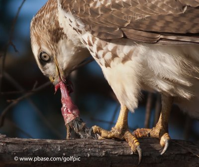 Redtail Hawk with prey