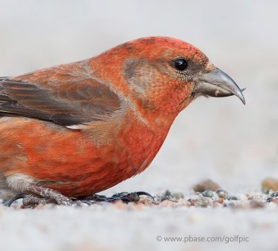 Red Crossbill (male) close-up