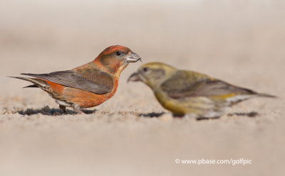 A pair of male and female Red Crossbills