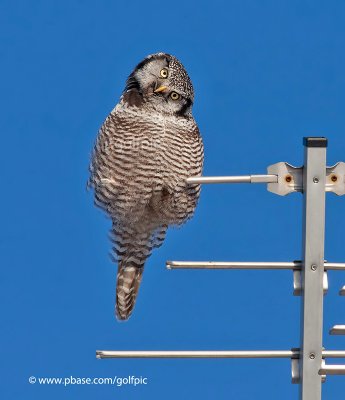 Northern Hawk owl ( if the TV reception has been fuzzy lately....go outside and check the roof! )