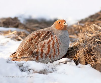 graypartridge20123xnsn.jpg