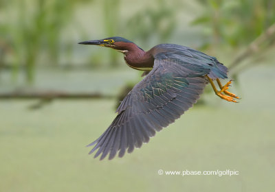 greenheron20112x2weblogo2.jpg