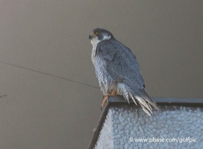 Peregrine Falcon