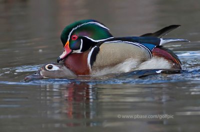 Mating Wood Duck pair