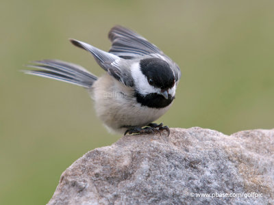 Black-capped Chickadee