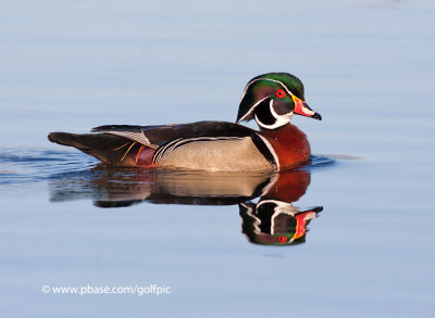 Wood Duck