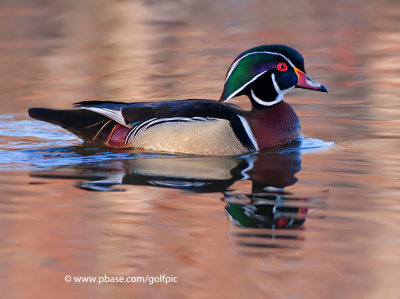 Wood Duck