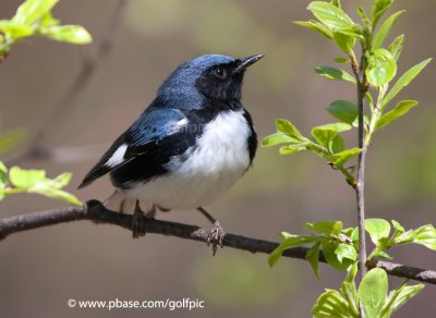 Black-Throated Blue Warbler