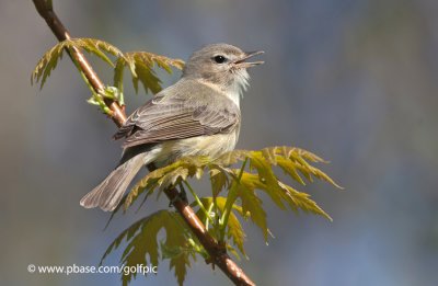 Warbling Vireo