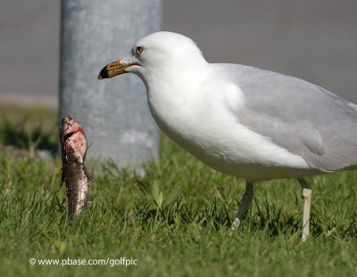 The fish and the Ring-billed Gull 