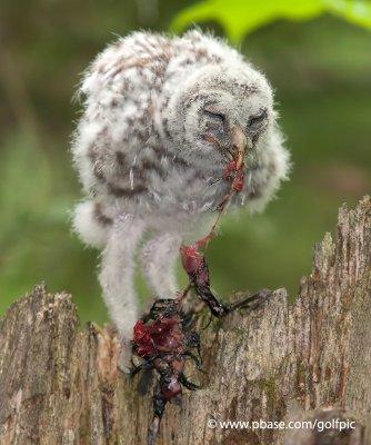 Barred Owl fledgling dining on crow