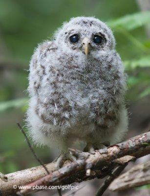 Barred Owl fledgling