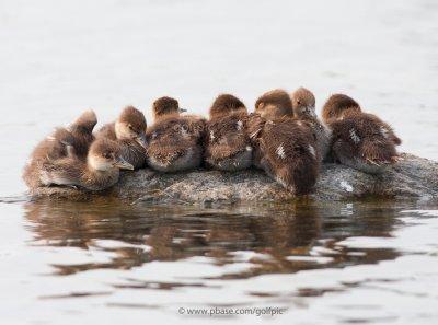 Hooded Merganser fledglings (seven)