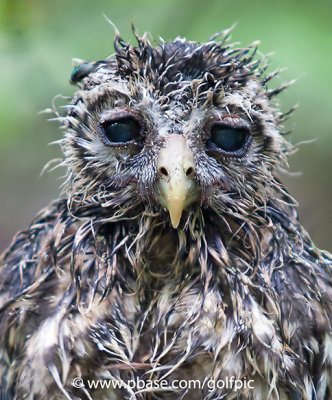 Barred Owl fledgling (Les Miserables)