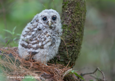 Barred Owl fledgling 