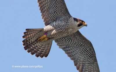 Peregrine Falcon (female)