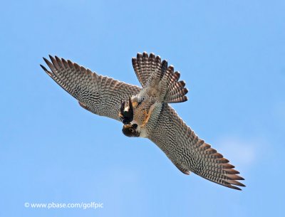 Peregrine Falcon with prey above Niagara Gorge