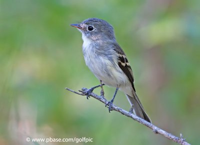 leastflycatcher20121xweb2nsn.jpg