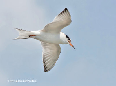 commontern20121xnsn.jpg