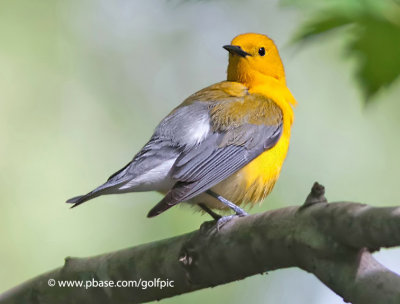 Prothonotary Warbler