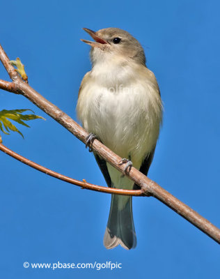 Warbling Vireo