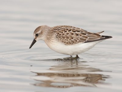 shorebird1.jpg